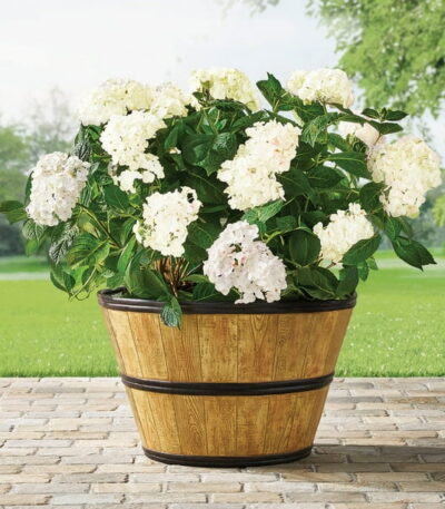 Wine Barrel Planter 22"